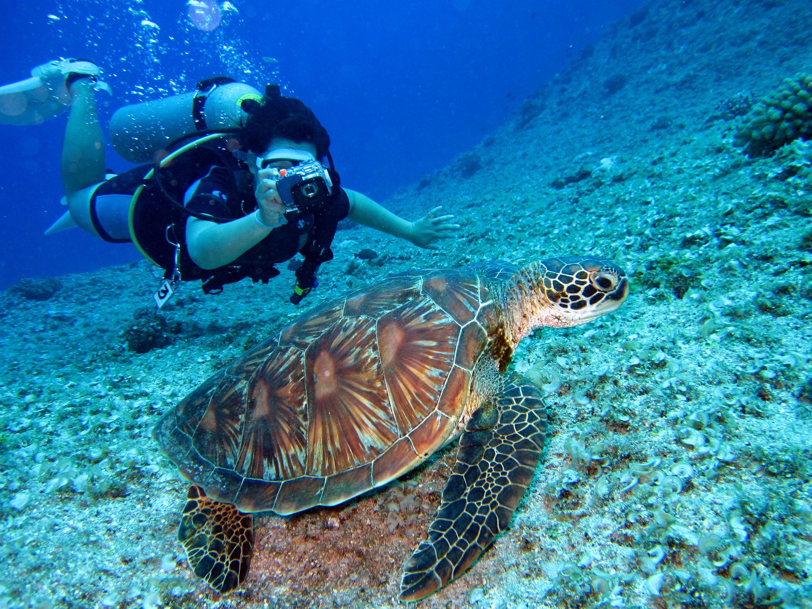 Red Sea dive scene